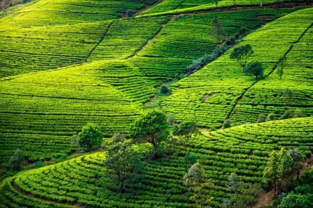 ☕Tea Time in the Hills: A Journey Through Sri Lanka’s Tea Plantations