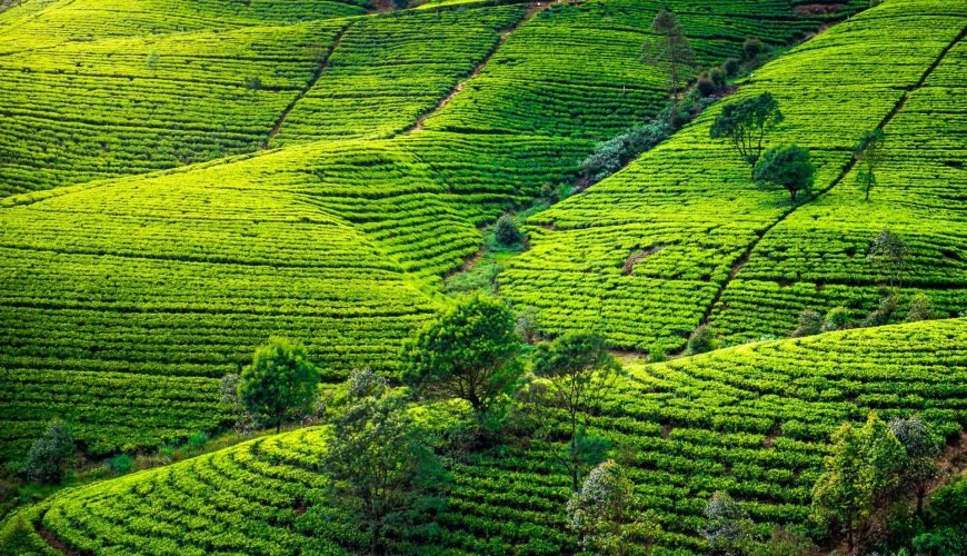 ☕Tea Time in the Hills: A Journey Through Sri Lanka’s Tea Plantations