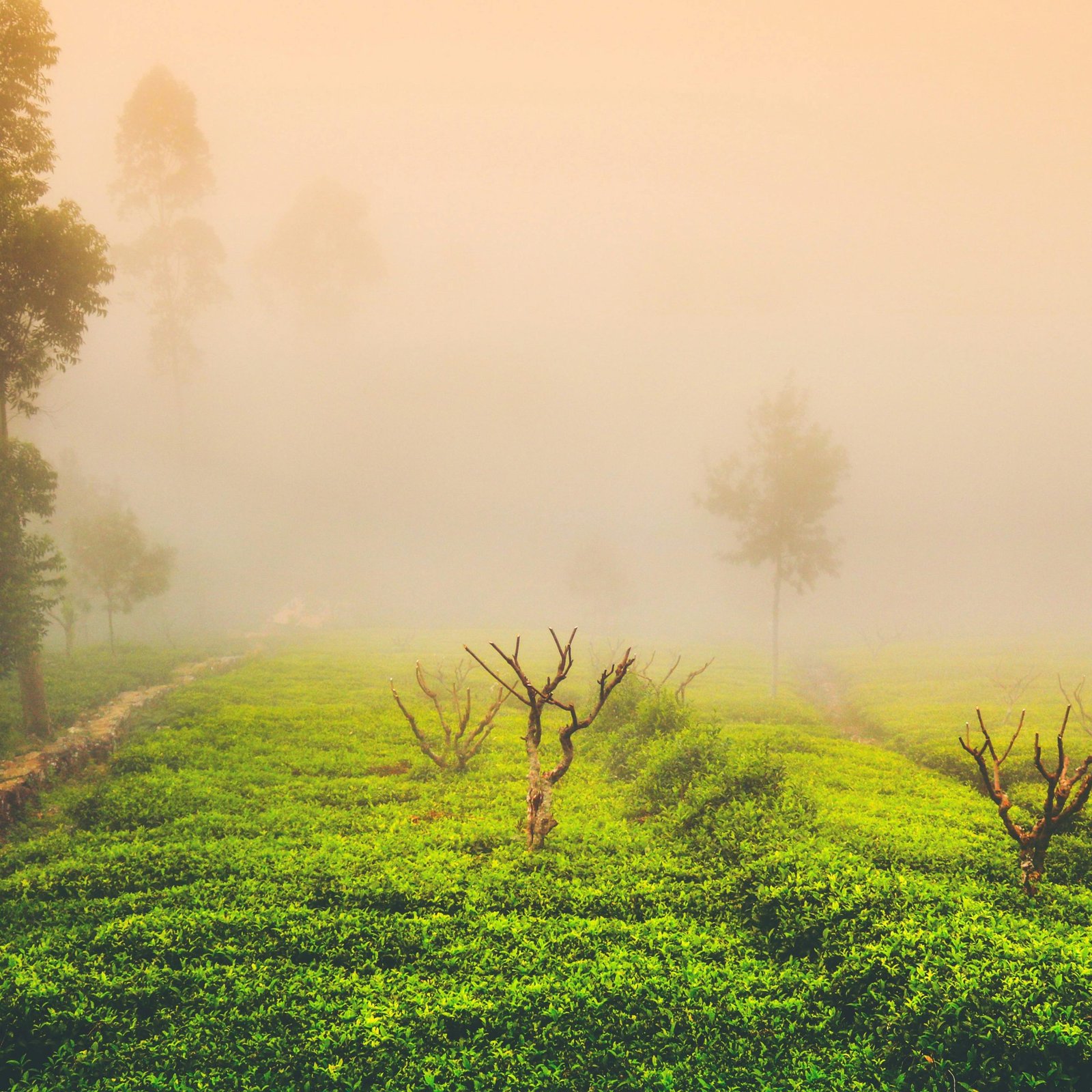 Nuwara Eliya