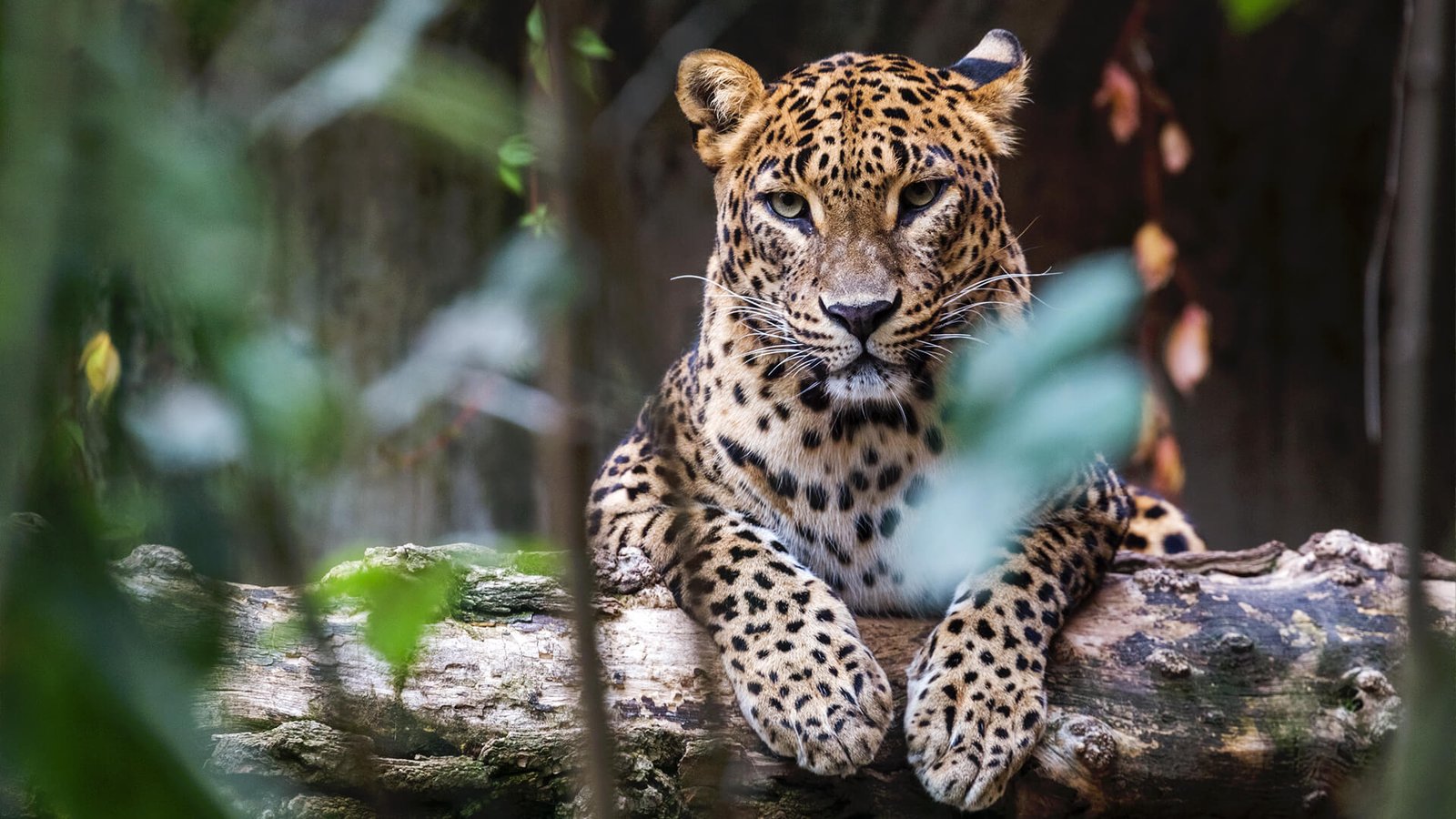 Yala National Park