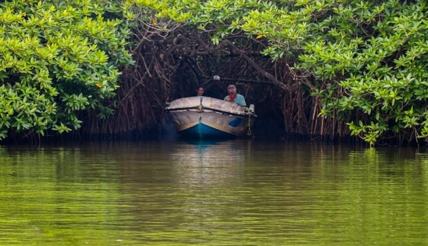 🛶 A River Safari in Madu Ganga: A Journey Through Mangroves